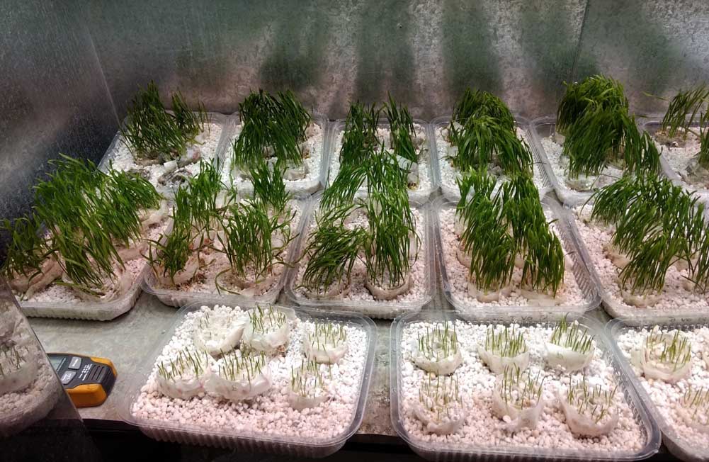 CRONOGEN Trigo: Una app que predice hasta el estrés abiótico